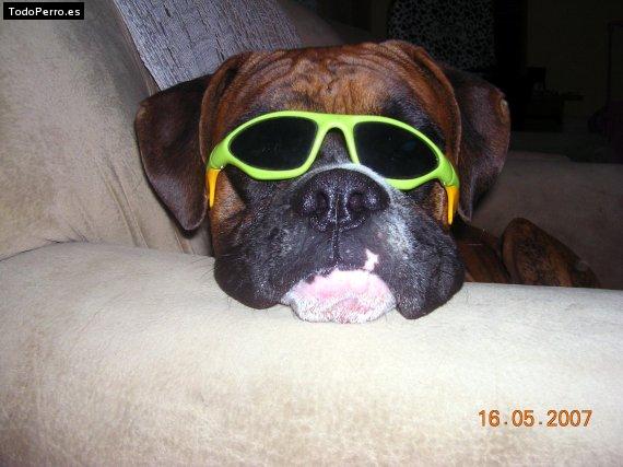 La foto del perro