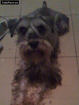 La foto del perro