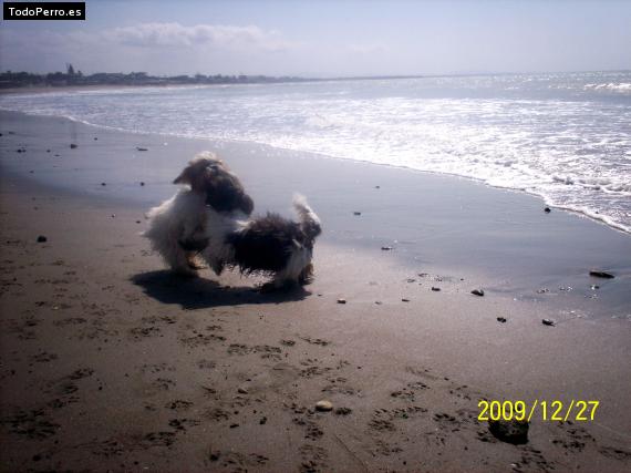 La foto del perro