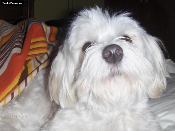 La foto del perro