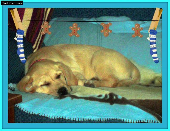 La foto del perro