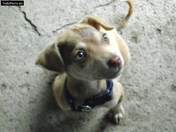 Foto del perro Chocolate