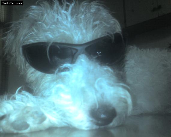 La foto del perro