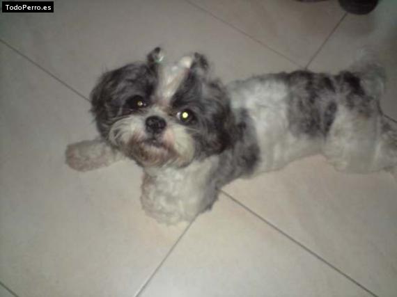 La foto del perro