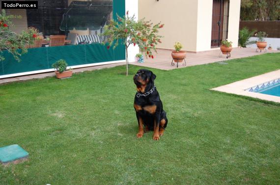 La foto del perro