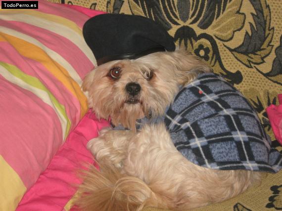 La foto del perro