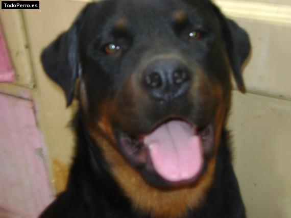 La foto del perro