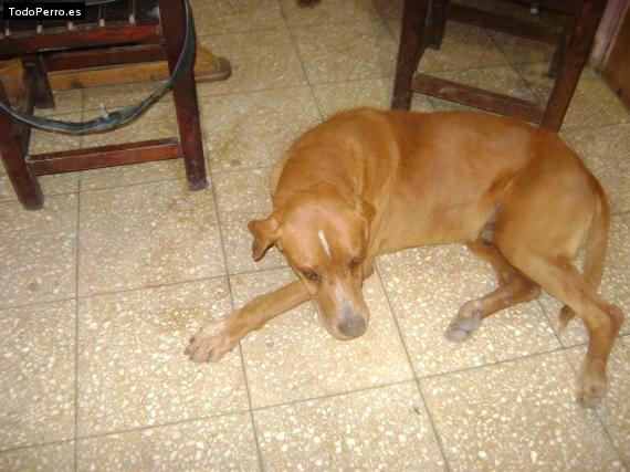 La foto del perro