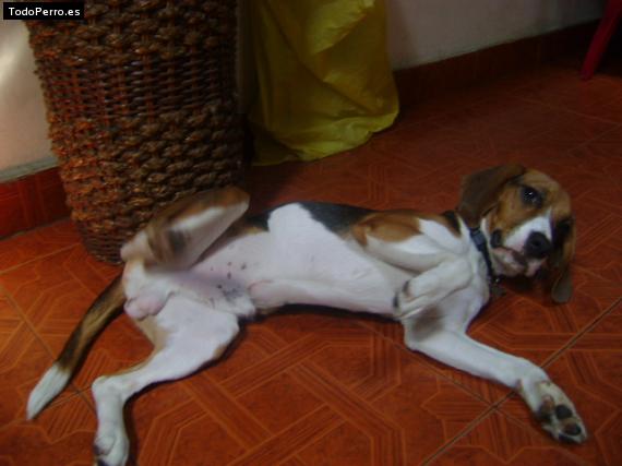 La foto del perro