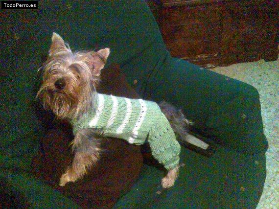 La foto del perro
