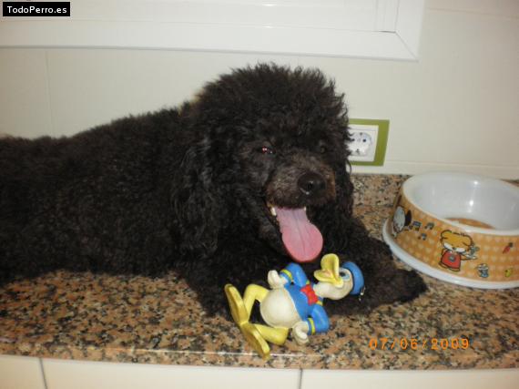 La foto del perro