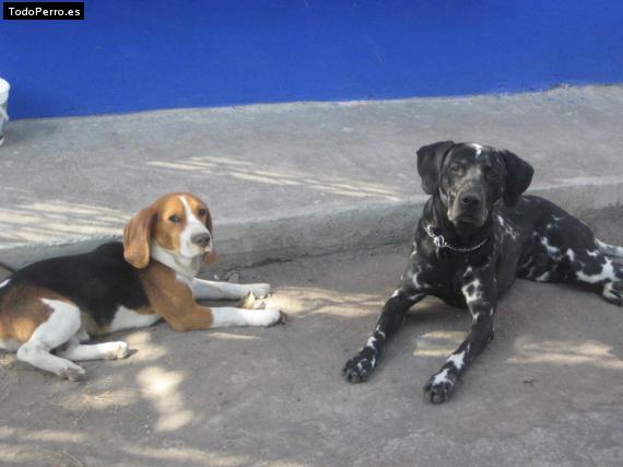 La foto del perro