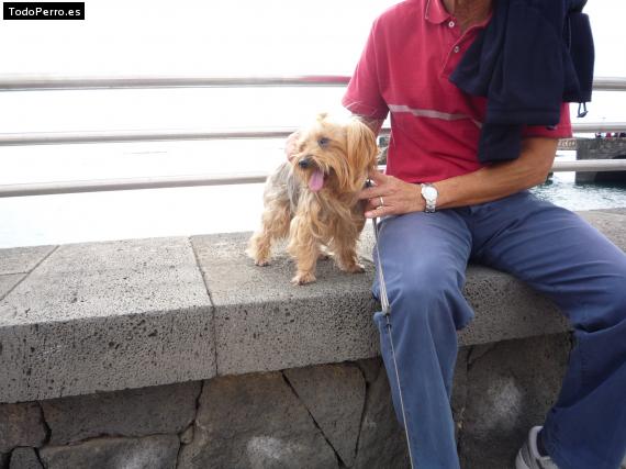 La foto del perro