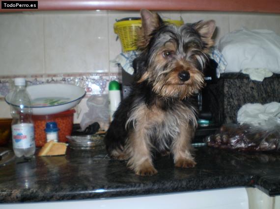 La foto del perro