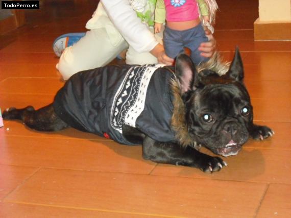 La foto del perro