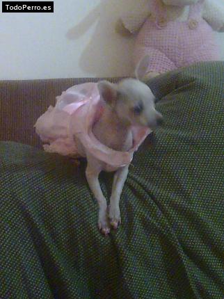 La foto del perro