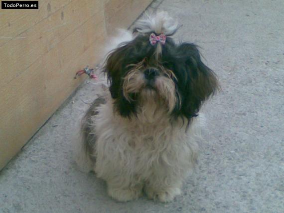 La foto del perro