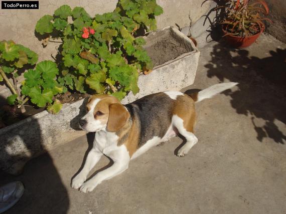 La foto del perro