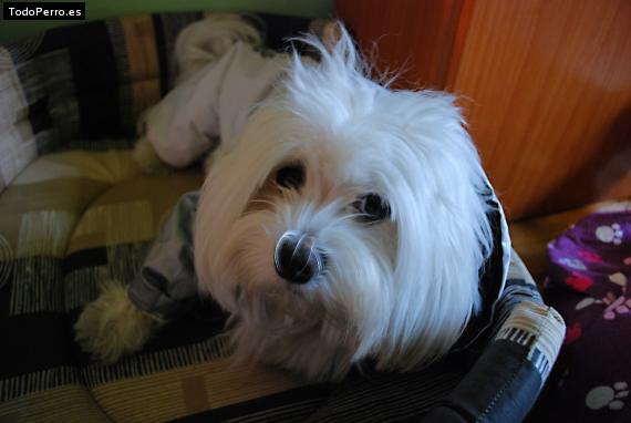 La foto del perro