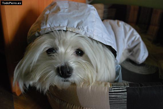 La foto del perro