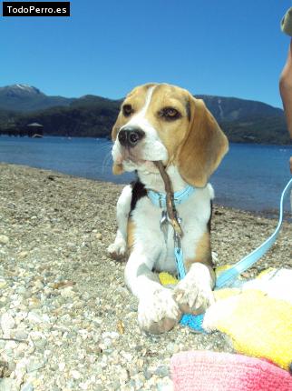 La foto del perro