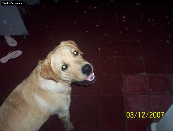 La foto del perro