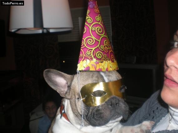 La foto del perro