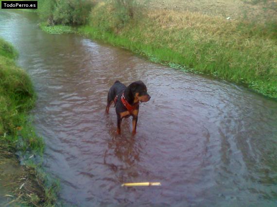 La foto del perro