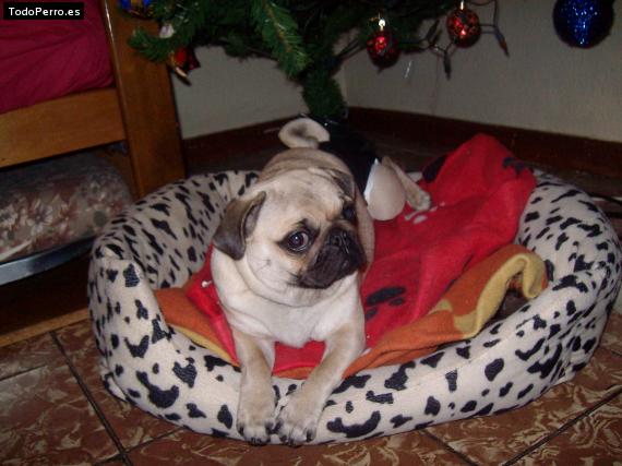 La foto del perro