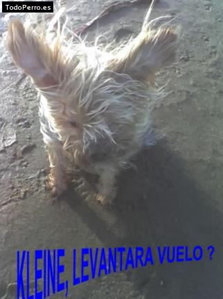 La foto del perro