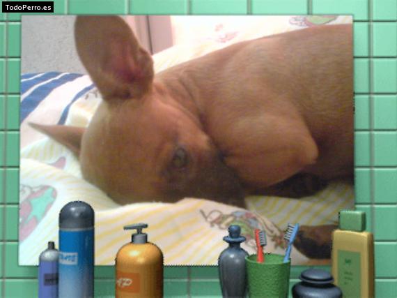 La foto del perro