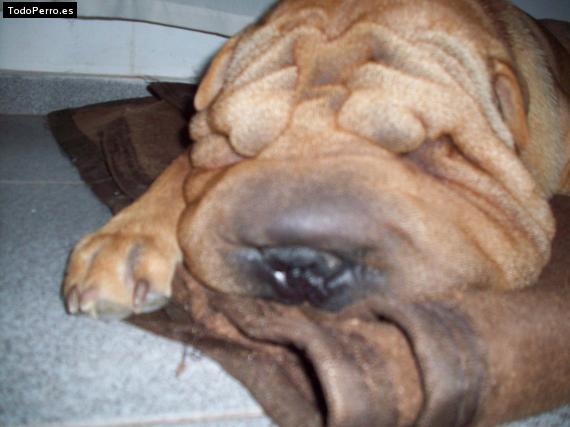 La foto del perro