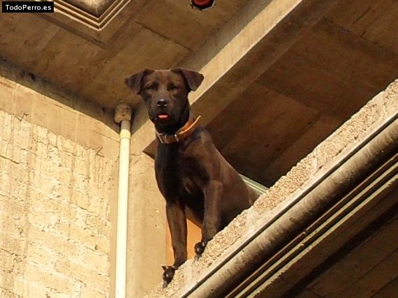 La foto del perro