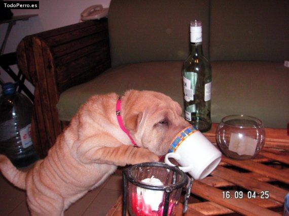 La foto del perro