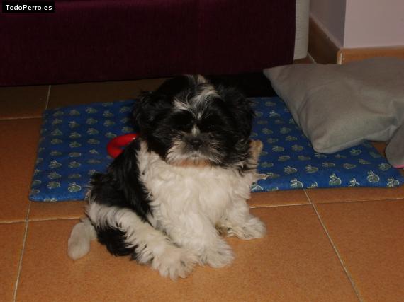 La foto del perro