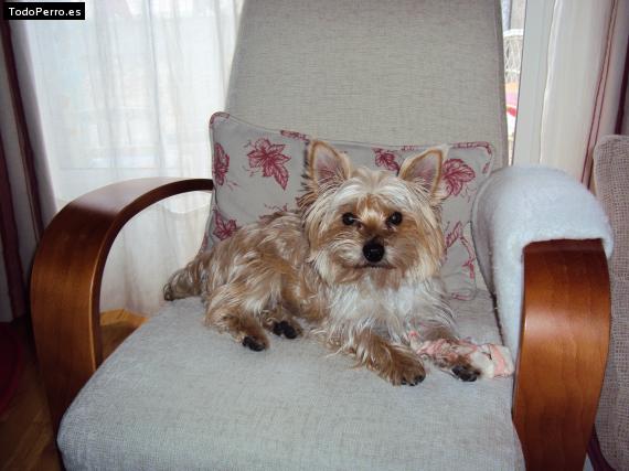 La foto del perro