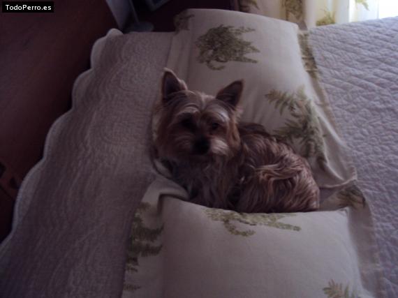 La foto del perro