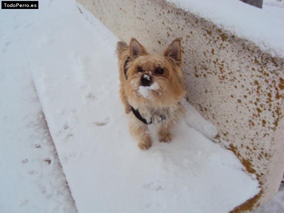 La foto del perro