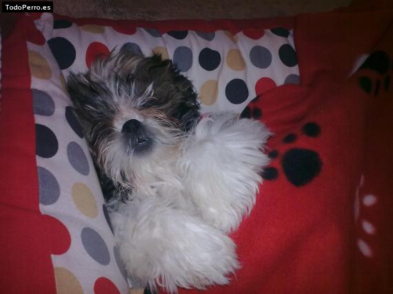 La foto del perro