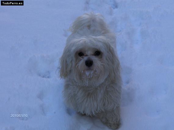 La foto del perro