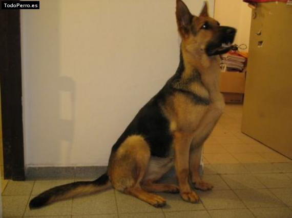 La foto del perro