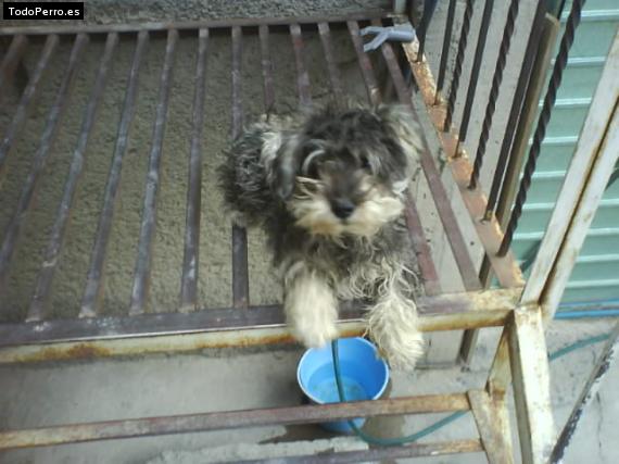 La foto del perro
