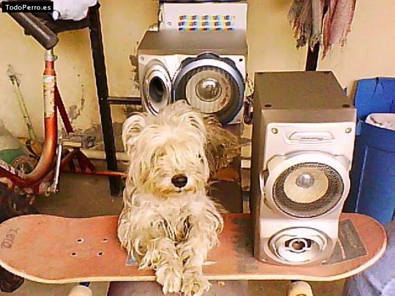 La foto del perro