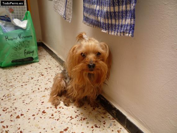 La foto del perro