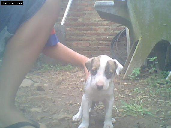 Foto del perro Rambo