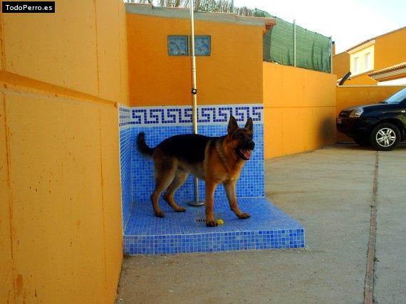 La foto del perro