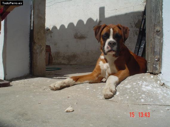 La foto del perro