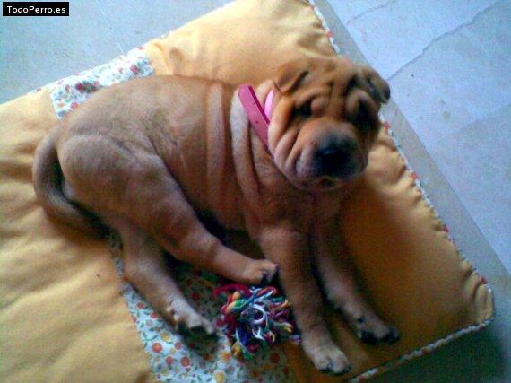 La foto del perro