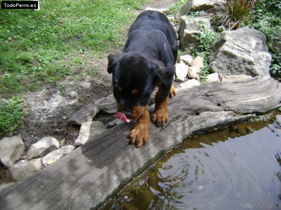 La foto del perro