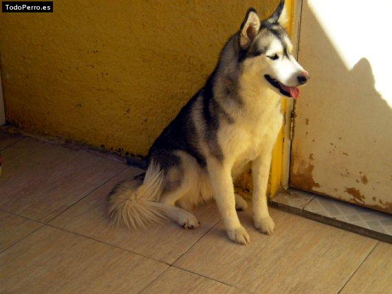 La foto del perro